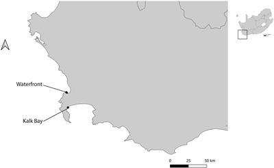 Now you see me, now you don’t: verifying the absence of alien invasive yellow crazy ant Anoplolepis gracilipes in South Africa